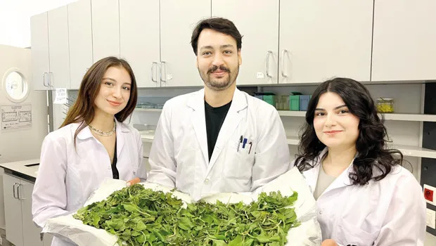 Anneanne İlacı Bilimi Yendi! Sinir Otu Mucizesi Ortaya Çıktı!