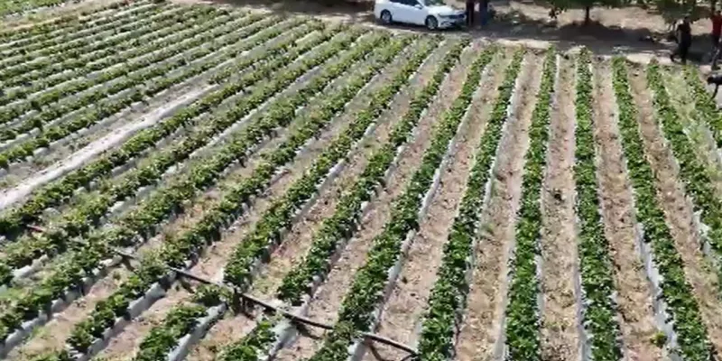 Çilek Tarlası Mı? Yoksa Altın Madeni Mi? İşte 600 Milyonluk Sır!