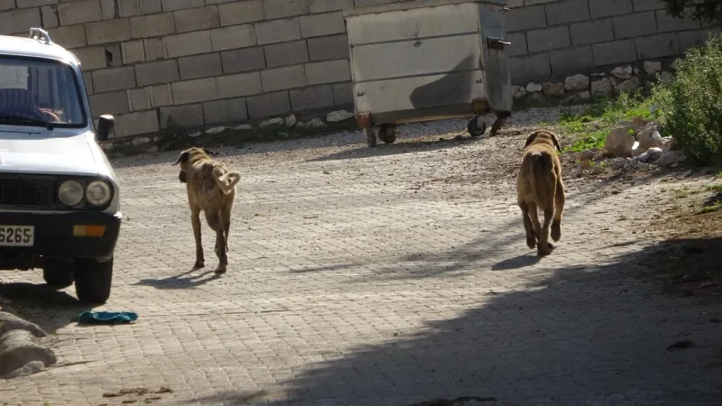 Çorum'da Köpek Saldırısı! 5 Yaşındaki Çocuk Hastanede!