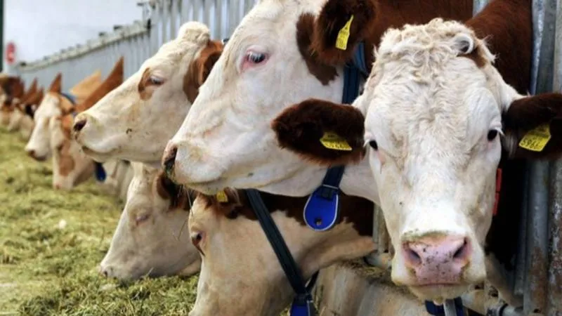 İkinci dalga şap krizi: Kesimler hızlandı, ithalat rekor seviyeye gidiyor