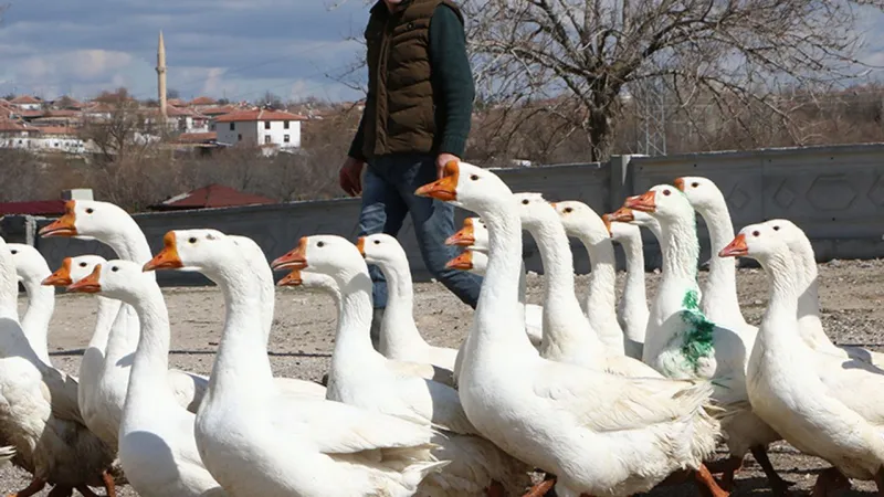 Kars Kazı Altınla Yarışıyor! Kaz Fiyatları Rekor Kırdı
