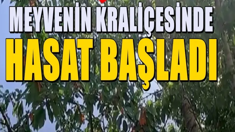 Kiraz Hasadı Başladı! Isparta Kirazı Avrupa'yı Fethediyor