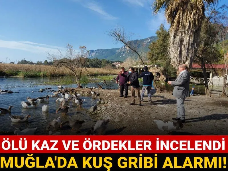 Muğla'da Kuş Gribi Paniği! Akyaka Alarmda mı?