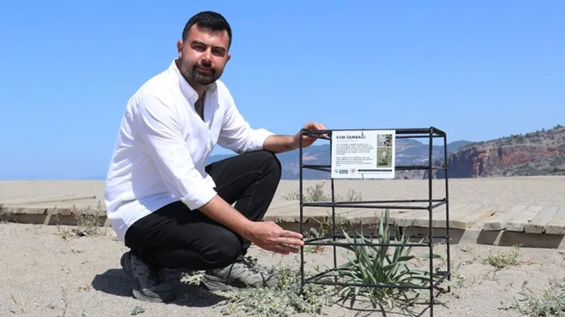 Antalya'da Kum Zambaklarına Şok Koruma! Yok Olmaktan Kurtuldular mı?