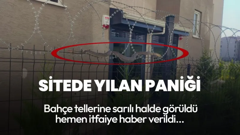 Bursa'da Yılan Paniği! Site Sakinleri Camlara Koştu