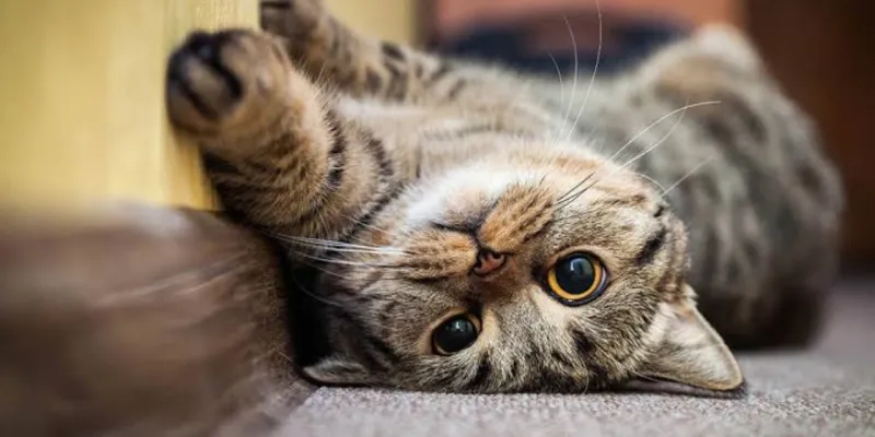 Kedi Faciadan Döndü! Motosiklet Az Kalsın Canını Alıyordu!