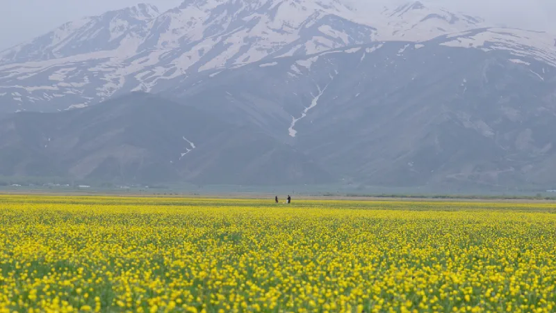 Hakkari'de Bahar Müjdesi: Tarlalar Sarıya Boyandı!