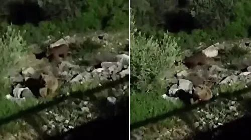 Sakarya'da Boz Ayı Alarmı! Mahallede Görülen Ayılar Şoke Etti