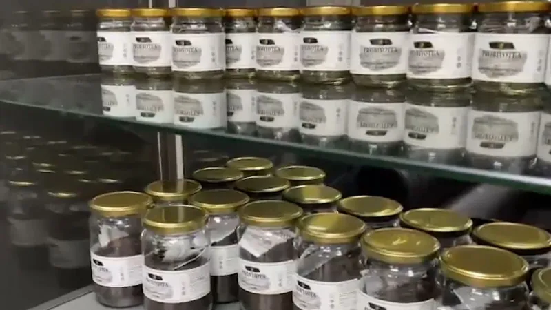 Rize'den Şifa Kaynağı Çay! Ballı Çay Genomu Keşfedildi!