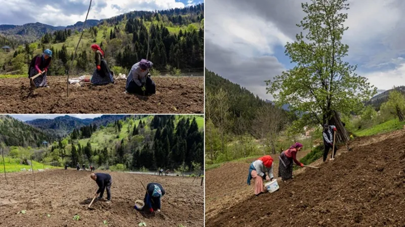 Trabzon'da Patates Hasadı Başladı! Köylüler Tarlada Ter Döküyor