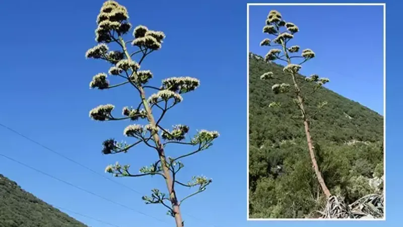 Ömründe bir kez çiçek açıyor: Koparmanın cezası dudak uçuklattı!