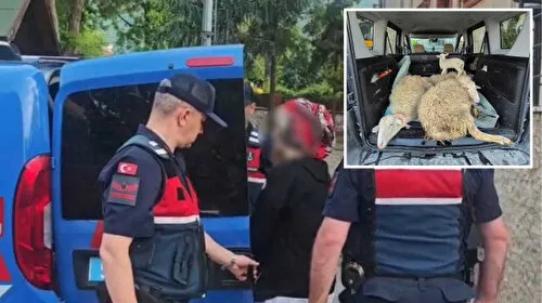 Sakarya'da Kurbanlık Dolandırıcılığı! Evli Çift Tutuklandı! Şok Detaylar!