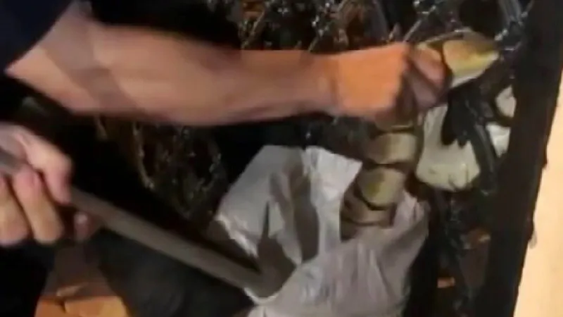 Sakın açıkta bırakmayın, yılanları cezbediyor! 