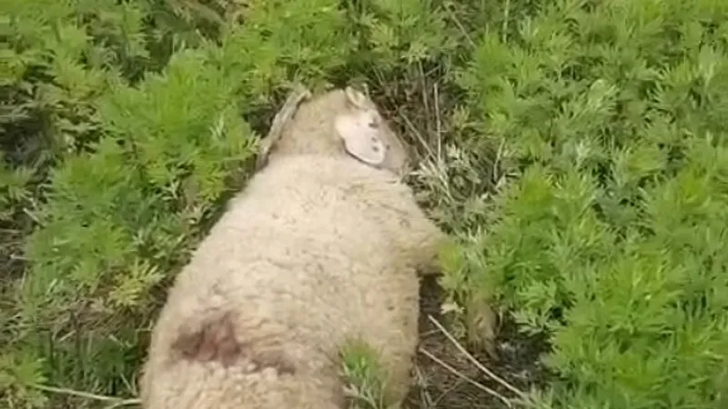 Sinop’ta Başıboş Köpekler Küçükbaş Hayvanlara Saldırdı