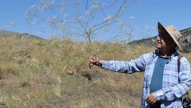 Toroslarda yeni anason türü keşfedildi! Nesli yüksek tehdit altında