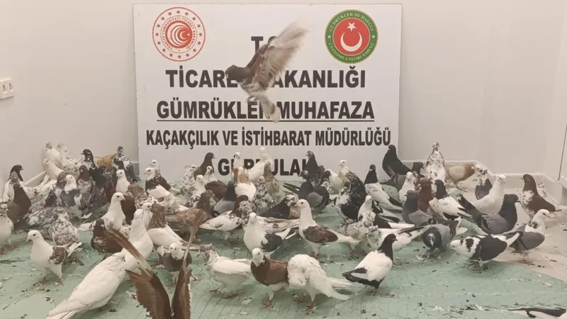 Tırda Güvercin Kaçakçılığı Şoku! 85 Can Can Ele Geçirildi