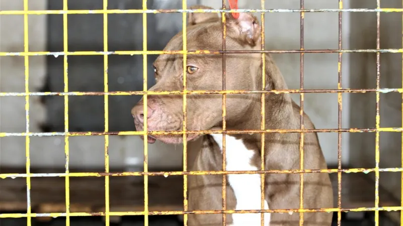 Yozgatta yasaklı ırk köpek besleyen kişiye 16 bin 634 lira ceza